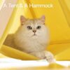 Pet Cat Tent Supplies Are Available All Year Round - Image 5