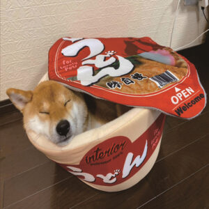 Durable Dog Toys